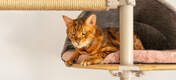 Gatto seduto in tana grigia confortevole di Freestyle indoor pavimento al soffitto albero del gatto