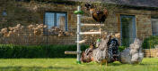 un gruppo di galline gioca con giochi per galline e si appollaiano sul posatoio Freestanding in giardino