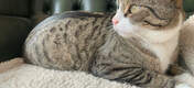 La coperta super soffice può essere posizionata sui mobili (come ad esempio il divano preferito del gatto!) per un extra comfort.