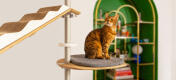 Gatto su Freestyle pavimento al soffitto albero gatto cuscino piattaforma