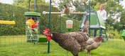 Un pollo che mangia le verdure dal trattamento appeso Caddi