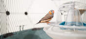 Fringuello in Omlet Geo gabbia per uccelli