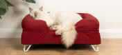 Carino gatto bianco birichino seduto su letto a bolster per gatti in memory foam rosso merlot con piedi bianchi a forcina