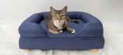 Simpatico gatto seduto sul letto a bolster per gatti in memory foam blu notte con piedi rotondi in legno