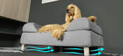 Cane steso sulla cuccia Topology della Omlet con topper Bolster e piedini a forcella bianchi