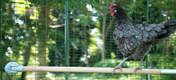Un trespolo per polli nella corsa permette alle vostre galline di riposare il loro istinto, da terra, su un trespolo