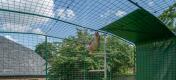 galline all'interno del recinto a piena altezza walk in