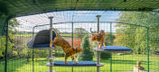 Gatti che si arrampicano sul Freestyle albero per gatti all'aperto in un catio in giardino