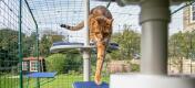 Gatto che si arrampica giù dal Freestyle albero di gatto all'aperto in un catio in giardino
