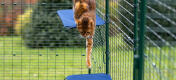 Gatto che salta giù dalla mensola del gatto in tessuto in Omlet outdoor catio run