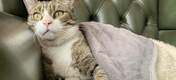 La coperta per gatti offre un comfort e un calore extra per i mesi più freddi.