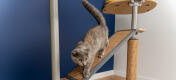 Gatto su Freestyle indoor pavimento al soffitto albero gatto piattaforma con sisal sostituibile