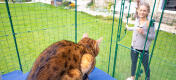 Gatto seduto su Omlet tessuto gatto scaffale in Omlet corsa all'aperto catio