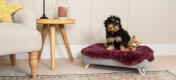 Un Cockapoo nell'elegante cuccia Topology in memory foam rialzata