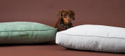 Un cane salsicciotto tra le cucce a cuscino di muschio e ciottoli di velluto a coste