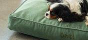 Un cane sdraiato sulla cuccia in velluto a coste con cuscino in muschio