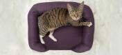 Vista dall'alto del gatto seduto sul letto a bolster in schiuma di memoria per gatti viola prugna