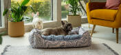 Due cani in un salotto con l'elegante Omletprimo piano delle zampe di un cane in un comodo letto per cani Omlet nest