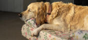 Golden retriever che riposa sul letto a bolster fiorito per cani