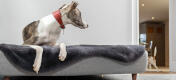 Cane sdraiato nella cuccia Topology e altro cane che gioca intorno