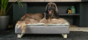 Vecchio levriero sdraiato nel letto per cani in memory foam Topology 
