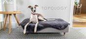 Levriero che riposa nel Topology moderno letto per cani rialzato