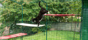 Gatto che si arrampica su Omlet tessuto esterno gatto scaffali in un catio all'aperto in giardino