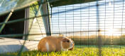 Una cavia in piedi accanto all'ingresso di Eglu Go conigliera all'interno di un percorso.