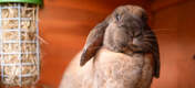 Simon il coniglio marrone con una mangiatoia Caddi piena di fieno