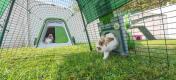 Conigli che giocano nelle loro casette verdi Eglu Go e nel recinto co i tunnel Zippi