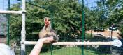 Una donna carezza la sua gallina all'interno del recinto walk in