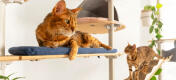 Due gatti che si rilassano sull'albero del gatto Omlet Freestyle indoor da pavimento a soffitto