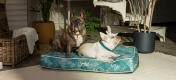 Due cani francesi che condividono un'elegante cuccia con cuscino di Omlet 