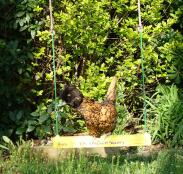 Un pollo polacco arancione e nero su un'altalena di pollo giallo