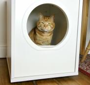 Un gatto arancione seduto nella sua casetta bianca