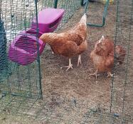 I nostri polli preferiscono mangiare e bere dagli abbeveratoi di Omlet.