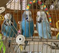 Uccelli seduti sul trespolo della loro gabbia