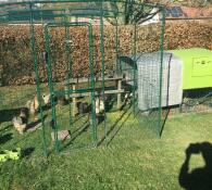 Una grande passerella con un sacco di polli in piedi all'interno collegato a un verde Eglu Cube