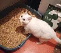 Snow ama la sua nuova lettiera 