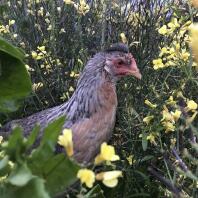 Sheila, la zampetta di panna, esce a grattarsi in giardino