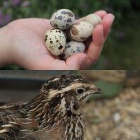 Le quaglie sono animali domestici eccellenti piccoli, divertenti, amichevoli depongono molte uova! E le loro cacca sono secche e non bagnate e appiccicose come le galline!