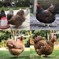 4 colpi di galline
