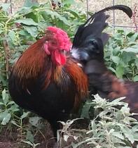 Gallo Redcap