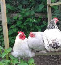 Bantam di pekin alla lavanda