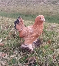 Pollo bantam 3 mesi