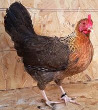 Gallina Welbar