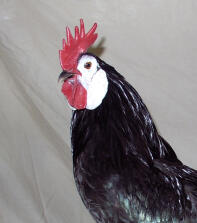 bantam spagnolo nero faccia bianca