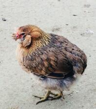 Un piccolo chciken araucana marrone che cammina in un giardino