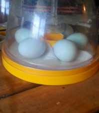 le mie uova color crema nella mia mini incubatrice ecologica brinsea