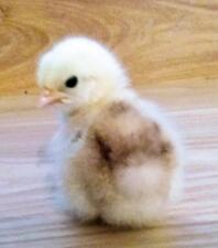 Pekin Chick di 2 giorni